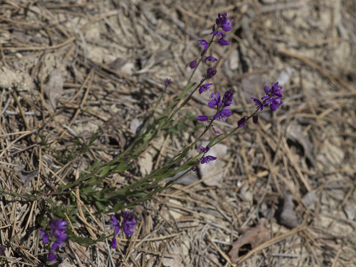 Polygala nicaeensis